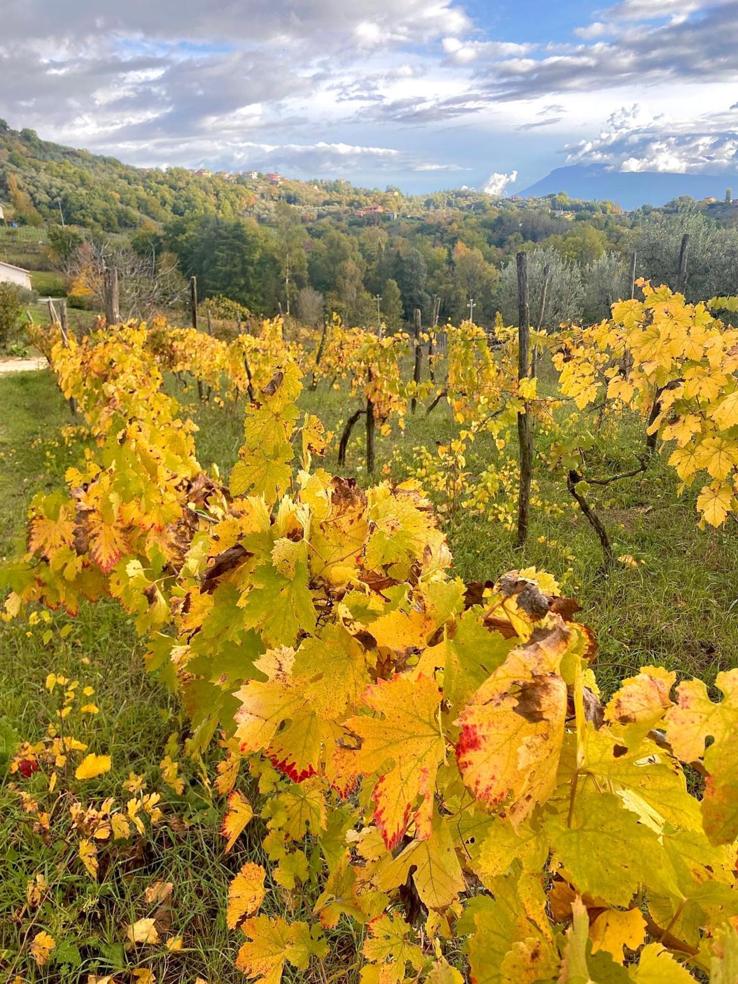 Апарт отель Donna Vittori - Borgo Agricolo Paliano Экстерьер фото