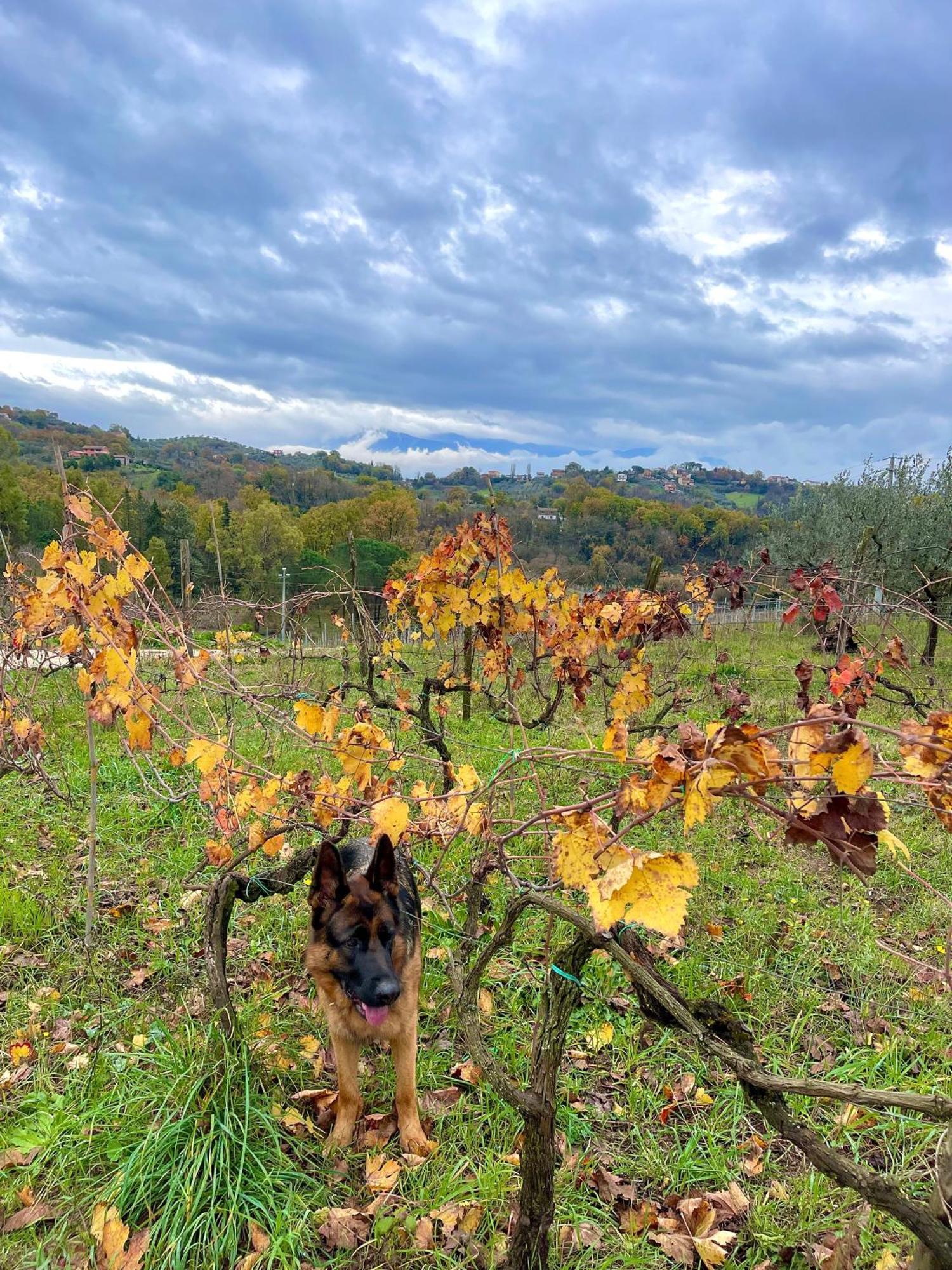 Апарт отель Donna Vittori - Borgo Agricolo Paliano Экстерьер фото
